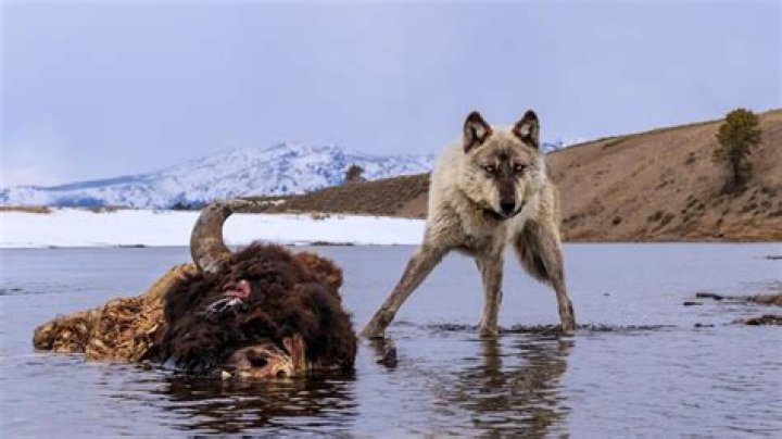 Capturing Wolves In Their Natural Habitat