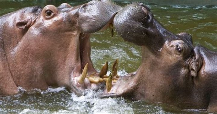 The Devastating Power Of Hippopotamus Attacks